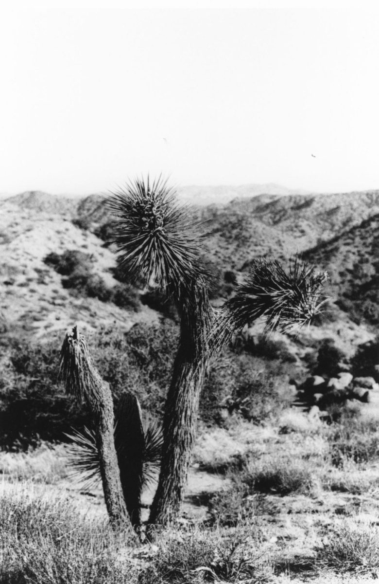 Joshua Tree by Marguerite Pyne, grade 12